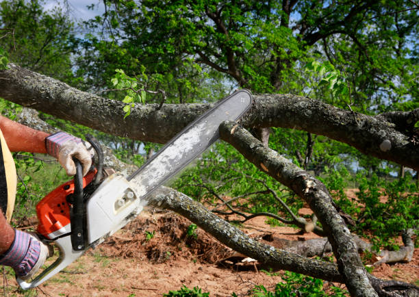 Large Tree Removal in Lisbon, ME